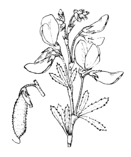Flore de Coste - Ononis fruticosa