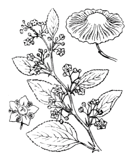 Flore de Coste - Paliurus spina-christi