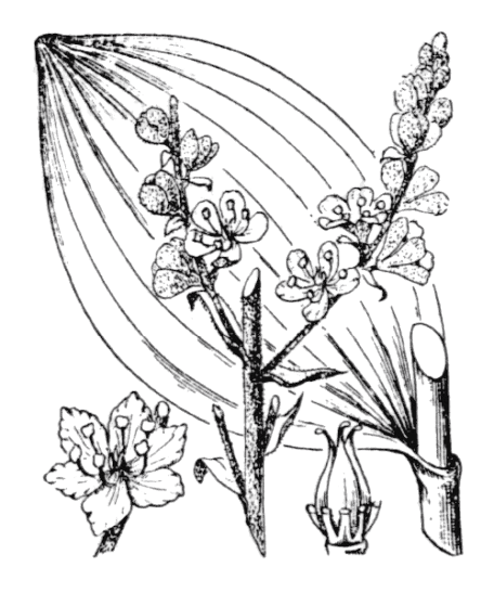 Flore de Coste - Veratrum album