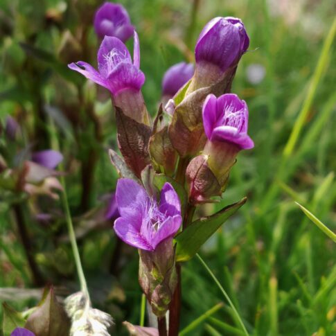 Gentiane champêtre - Sommité fleurie