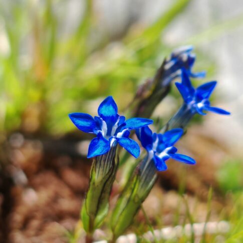 Gentiane des neiges - Fleurs