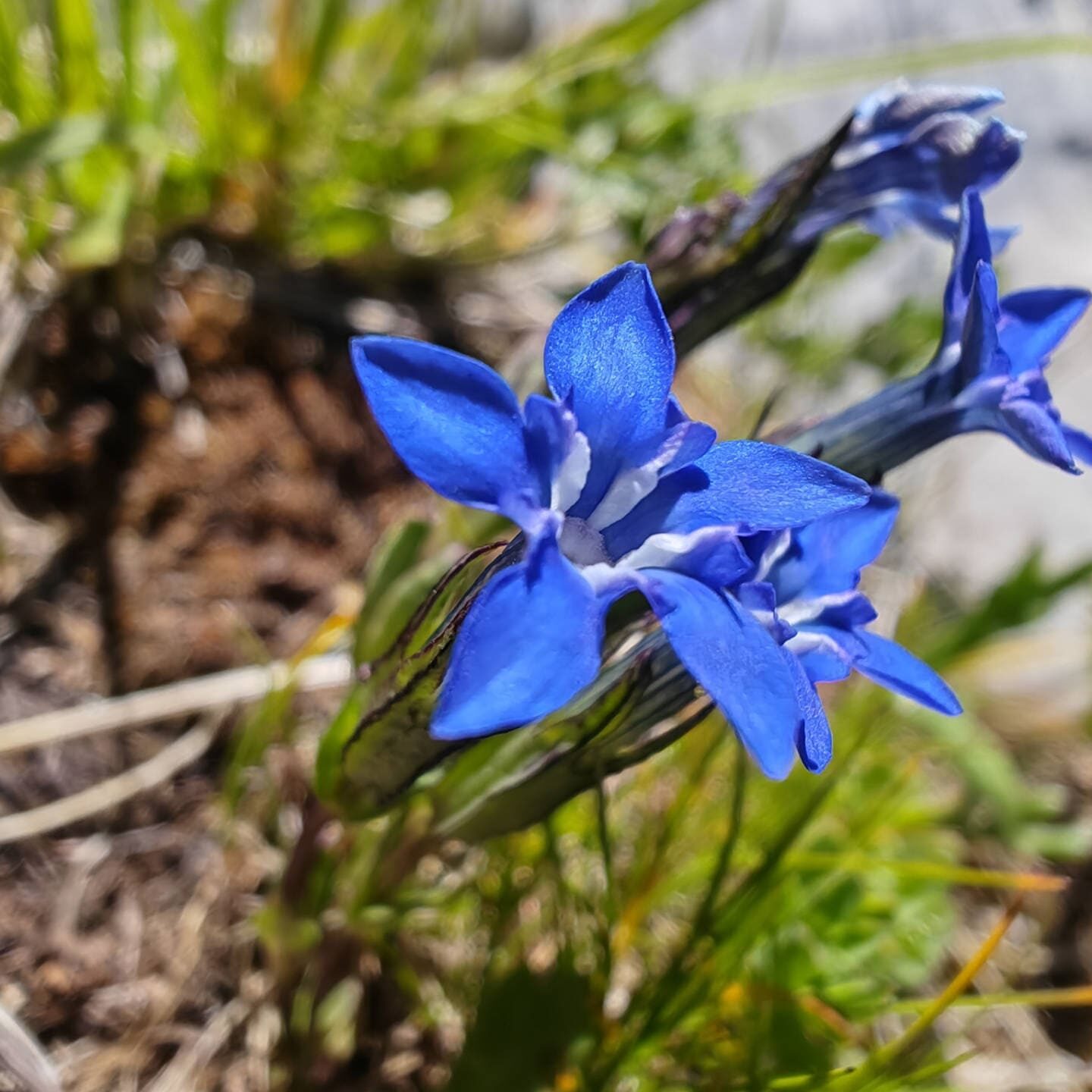 Gentiane des neiges - Fleur