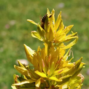 Gentiane jaune - Fleurs