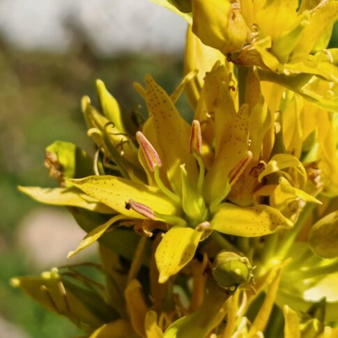 Gentiane jaune - Fleur jaune