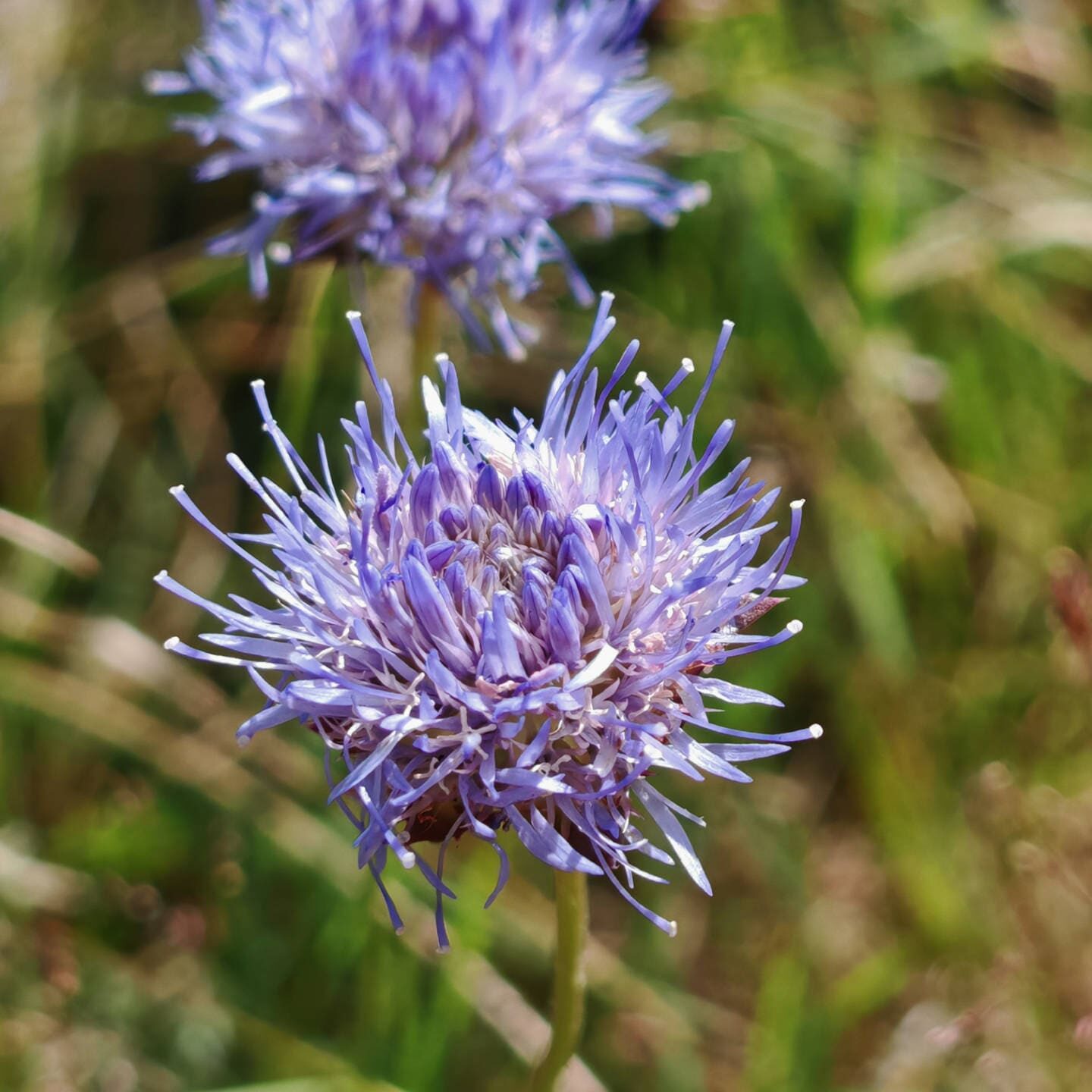 Jasione vivace - Fleurs