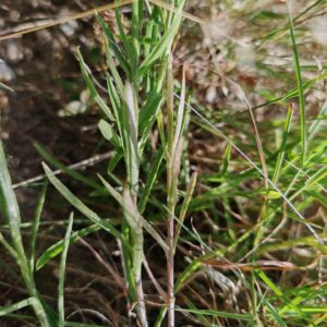 Jasione vivace - Feuilles