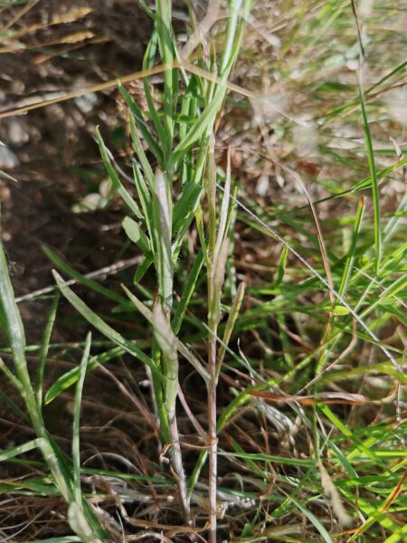 Jasione vivace