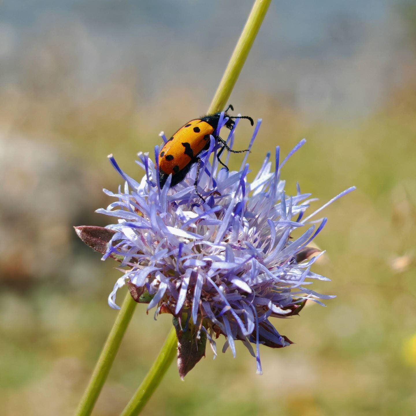 Jasione vivace - Fleur métallifère