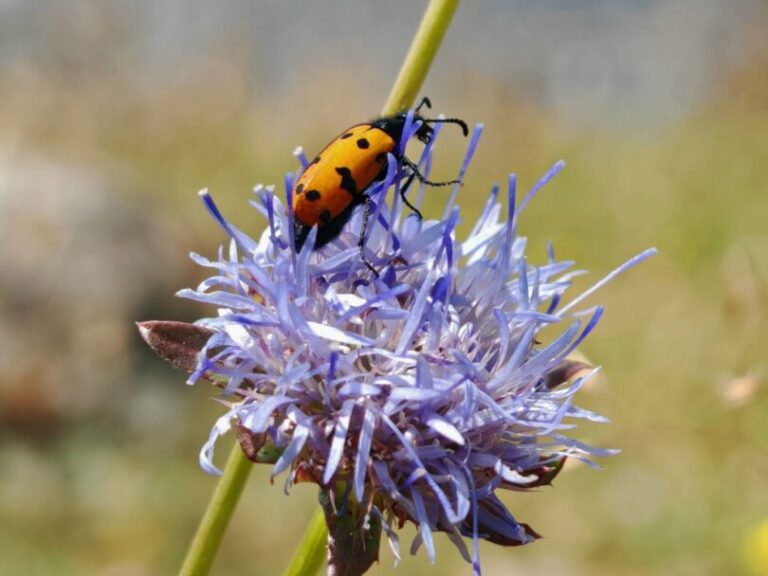 Jasione vivace