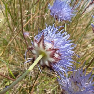 Jasione vivace - Calice