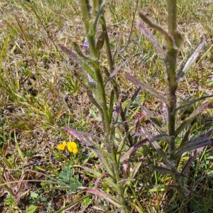 Jasione vivace - Tige