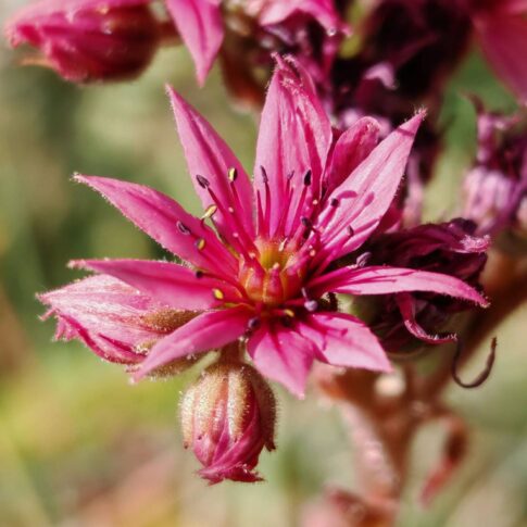 Joubarbe toile-d'araignée - Fleur rose