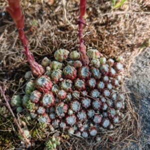 Joubarbe toile-d'araignée - Rosette basales