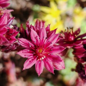 Joubarbe toile-d'araignée - Fleur