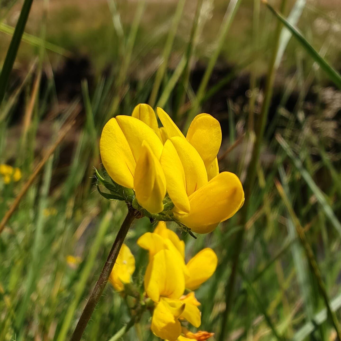 Lotier des marais - Fleurs