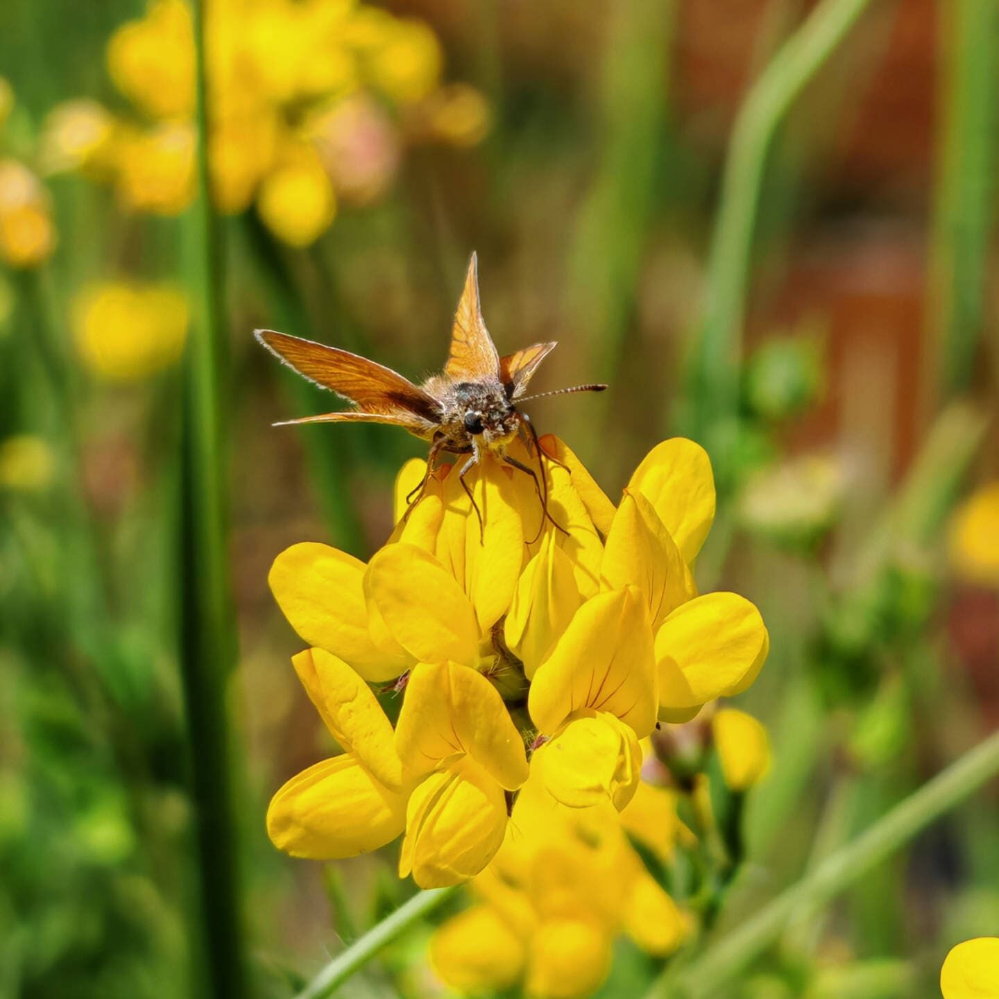 Lotier des marais - Fleurs nectarifère