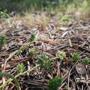 Orpin de Nice - Plante entière