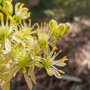 Orpin de Nice - Fleur