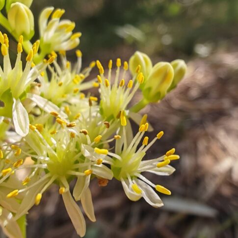 Orpin de Nice - Fleur