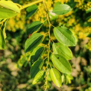 Paliure - Feuilles alternes