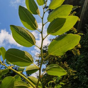 Paliure - Feuilles alterne