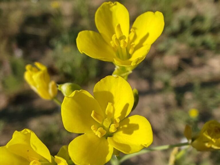 Roquette jaune