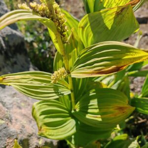 Vératre blanc - Feuilles alternes