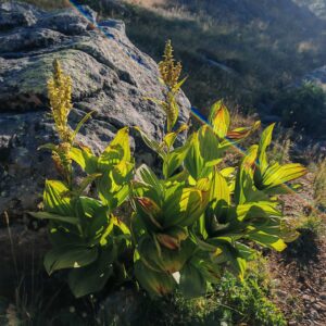 Vératre blanc - Plante entière