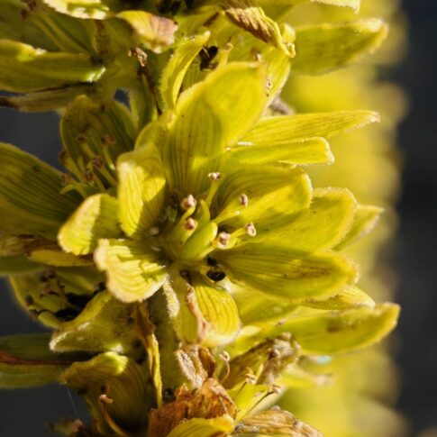 Vératre blanc - Fleur