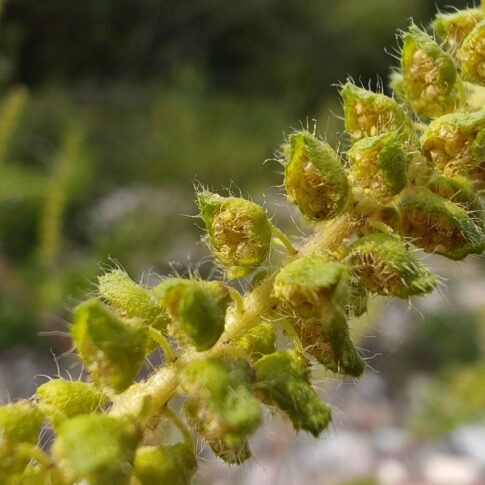 Ambroisie commune - Fleurs