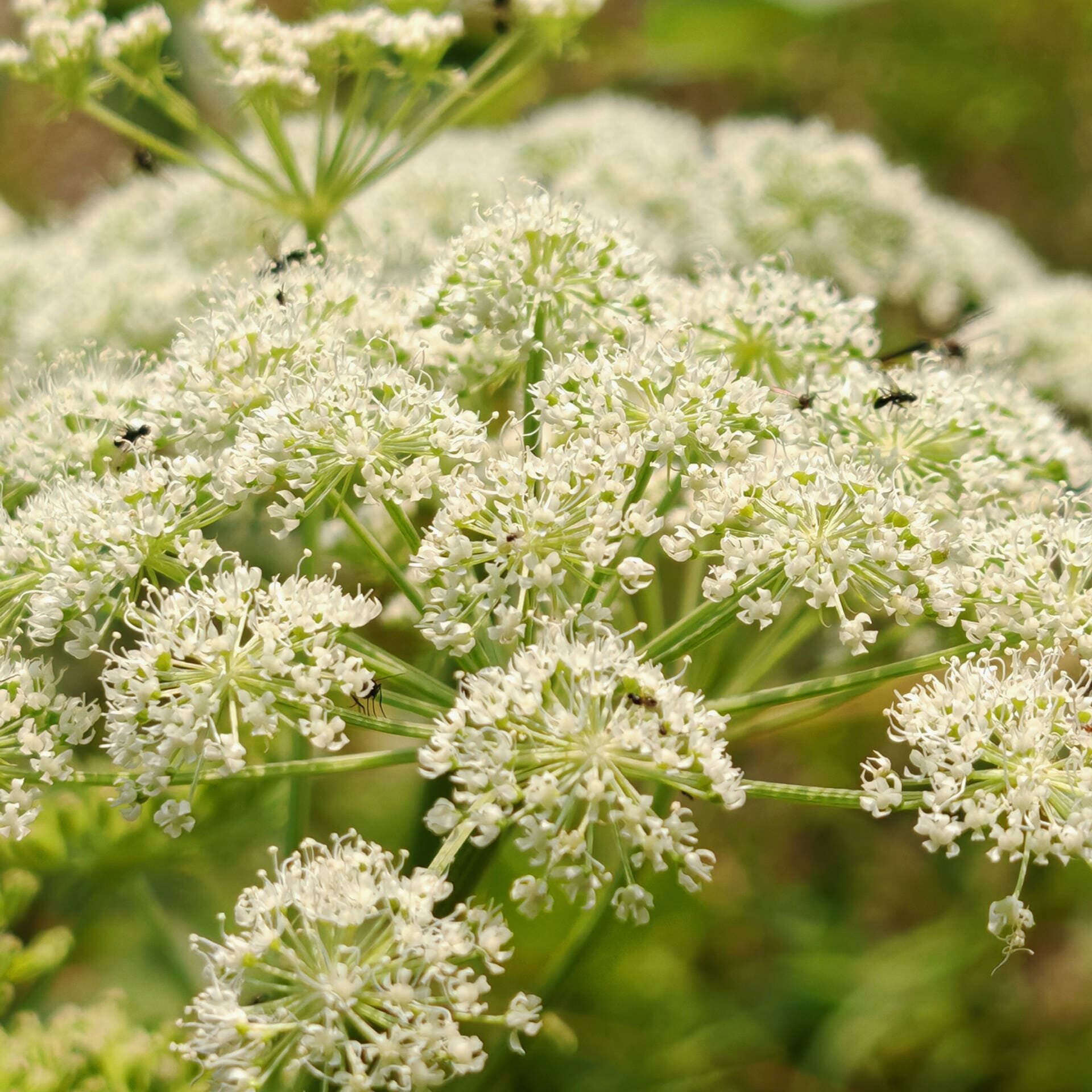 Angélique des bois - Ombelle