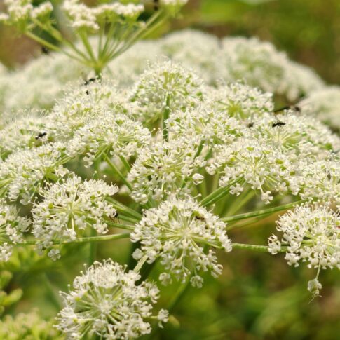 Angélique des bois - Ombelle