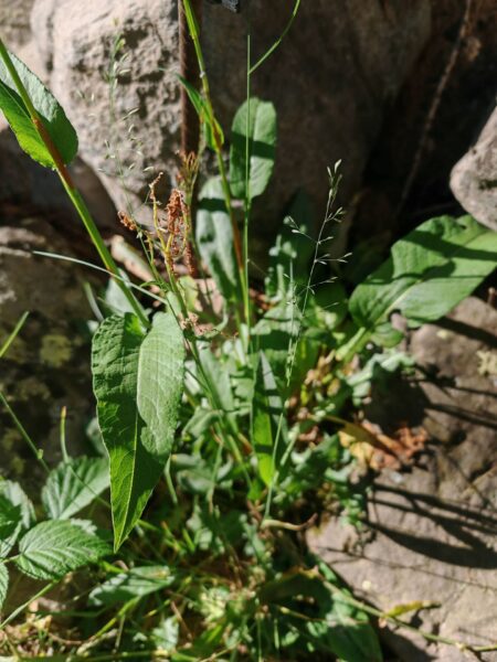 Bistorte officinale