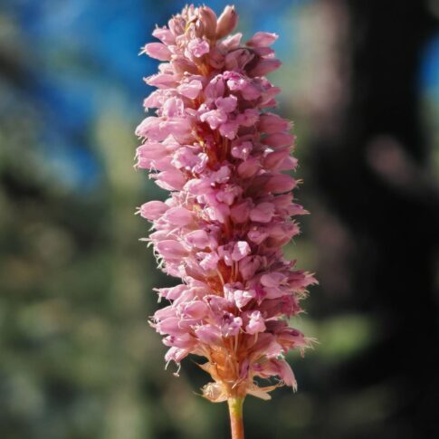 Bistorte officinale - Fleurs