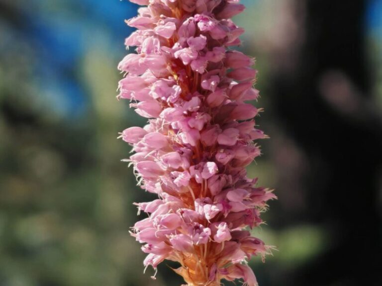Bistorte officinale
