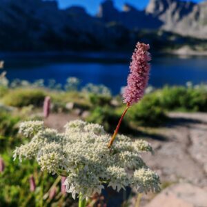 Bistorte officinale - lac Allos