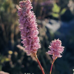 Bistorte officinale - Inflorescence en épis
