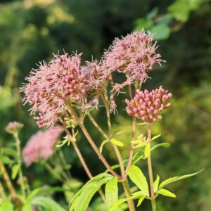 Eupatoire chanvrine - Corymbes de capitules