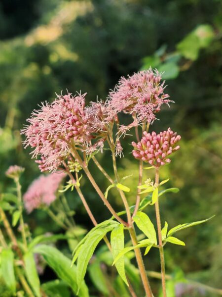 Eupatoire chanvrine