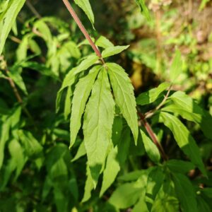 Eupatoire chanvrine - Feuilles