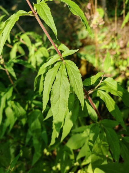 Eupatoire chanvrine