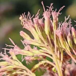 Eupatoire chanvrine - Calices