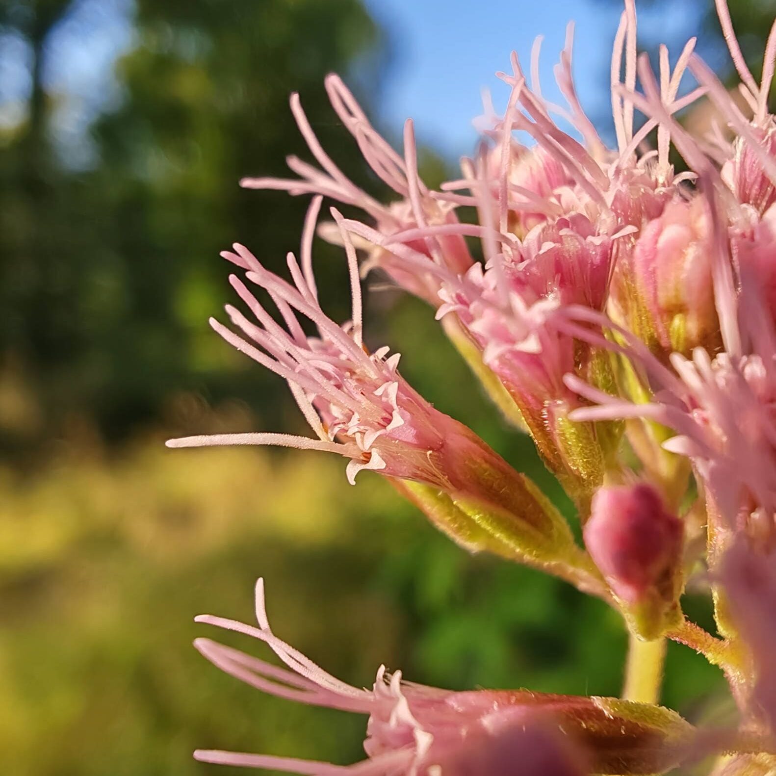 Eupatoire chanvrine - Fleurs