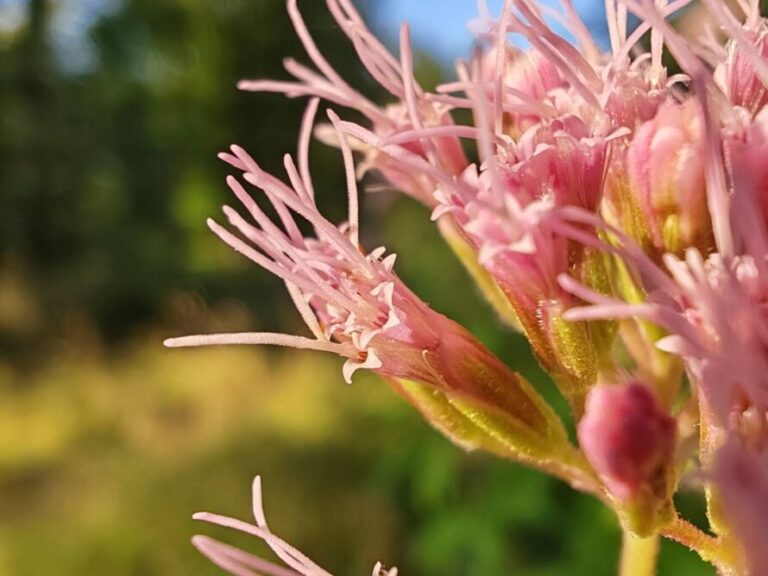 Eupatoire chanvrine