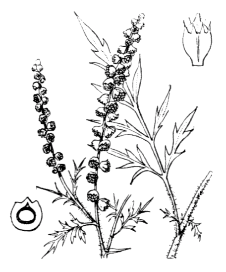Flore de Coste - Ambroisia artemissifolia Flore de Coste - Ambroisia artemissifolia