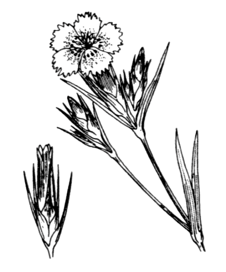 Flore de Coste - Dianthus seguieri