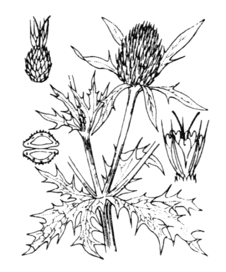 Flore de Coste - Eryngium campestre
