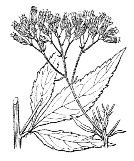 Flore de Coste - Eupatorium cannabinum