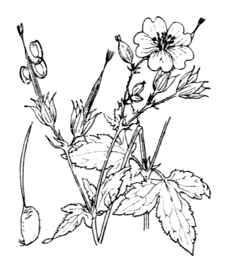 Flore de Coste - Geranium nodosum