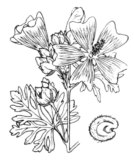 Flore de Coste - Malva moschata